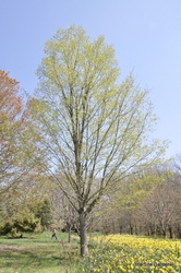 Acer saccharum 'Legacy' — photo 1